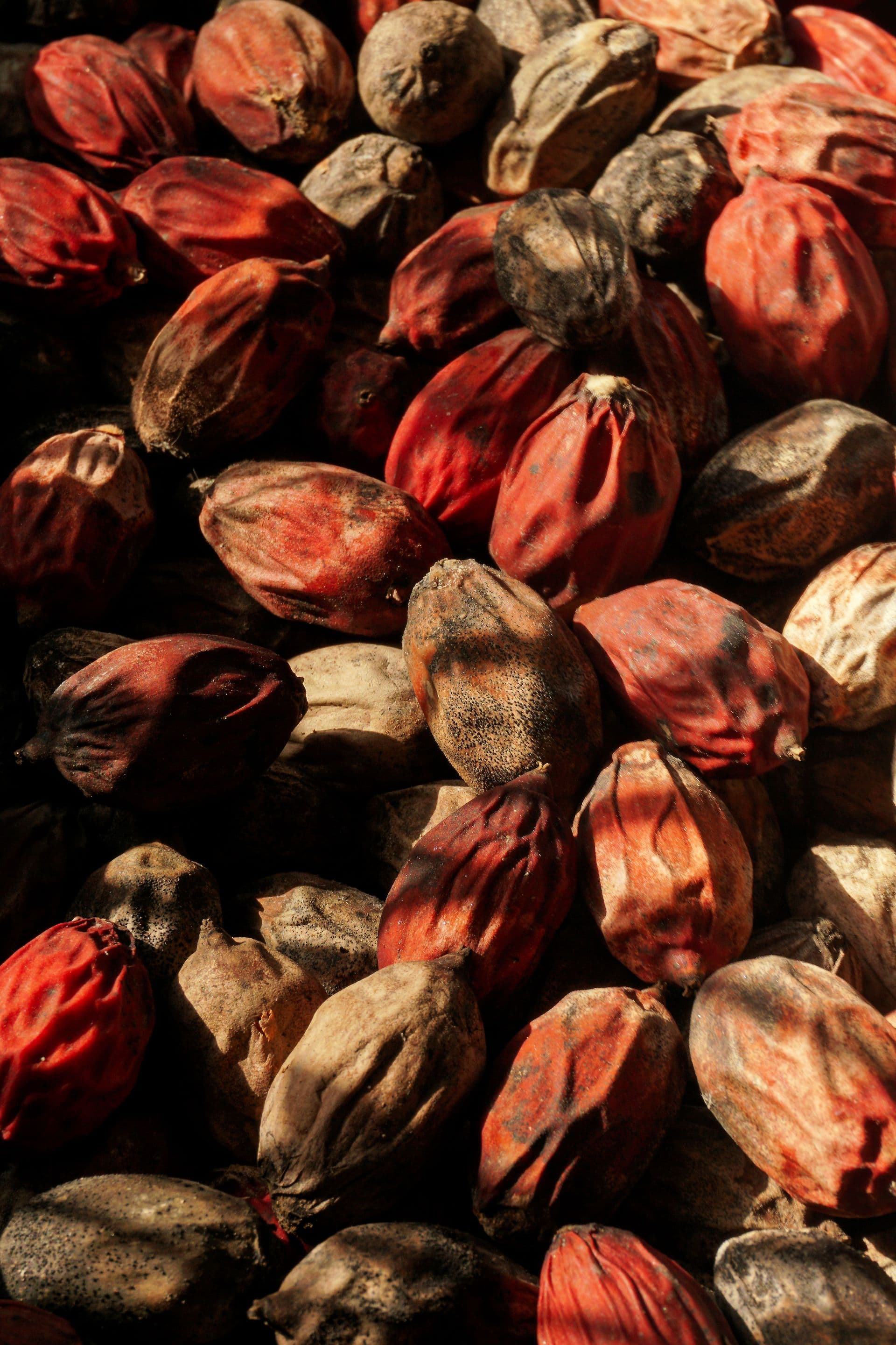 Certified areca nut trade documentation Vishnu Traders
